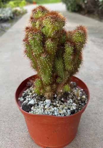 Miniatura 12 de Cactus de lirio de Pascua de 8 pulgadas, Echinopsis Subdenudata, totalmente enraizado, resistente y tolerante a la sequía, fácil de cultivar