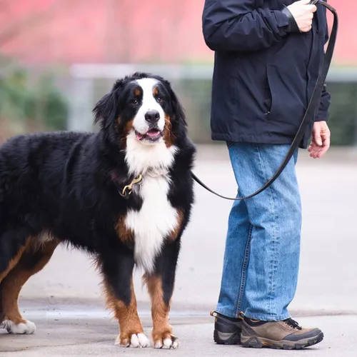 Miniatura 5 de Correa de cuero para perro de 6 x 1 pulgada, correa trenzada de cuero genuino fuerte y resistente, suave y cómoda para perros grandes, perros Marrón
