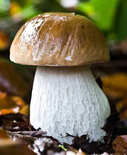 Miniatura 6 de Semillas Porcini Setas Esporas - Heirloom - Libre de OGM