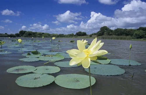 Miniatura 2 de Semillas de flores acuáticas y de estanque "American Lotus" para plantar, 2 semillas por paquete, semillas de jardín de Isla