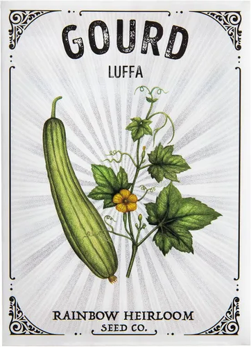 Miniatura 2 de Luffa - Semillas de calabaza para plantar Semillas sin OMG y reliquia Paquete de semillas ilustrado con instrucciones de cultivo por Rainbow