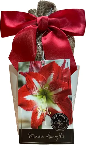 Amaryllis - Kit de cultivo navideño, incluye una atractiva maceta de cerámica blanca, una bombilla Big Minerva y un medio de cultivo profesional