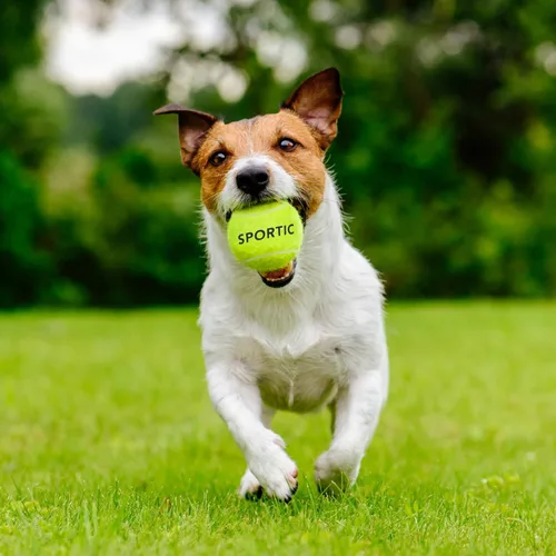 Miniatura 6 de SPORTIC Pelotas de tenis, pelota de tenis presurizada de fieltro de servicio con bolsa de malla para 12 o 36 piezas, pelotas de tenis