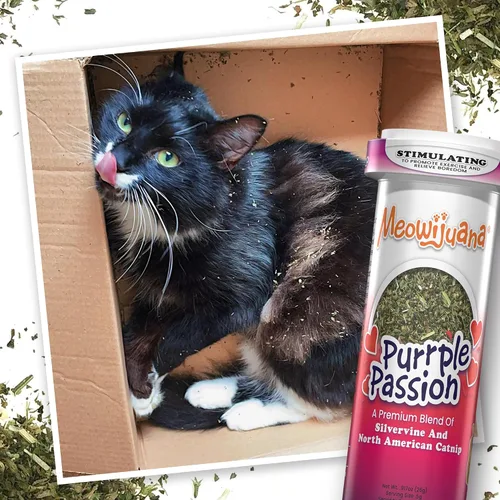 Miniatura 9 de Meowijuana Paquete de hierba gatera seca triturada prémium Purple Passion, Whisker Ticker, y Paw Natural Orgánica Alta potencia Juguetes