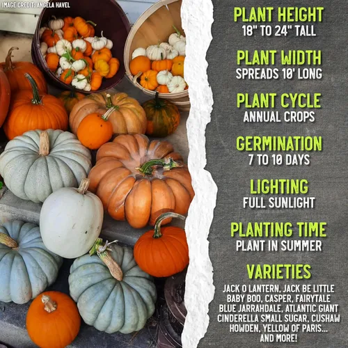 Miniatura 7 de Seed Needs Semillas de calabaza para plantar mezcla espeluznante especial Más de 10 variedades premium Lumina White, Baby Boo, Blue Jarrahdale