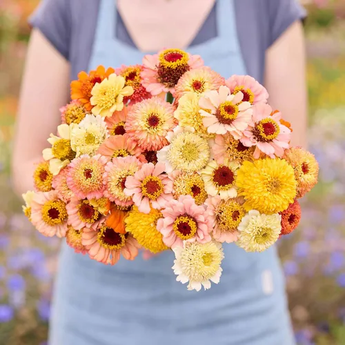 Miniatura 87 de Eden Brothers - Semillas de zinnia, cactus con flores, sin OMG, plantar en primavera, paquete, flores de bajo mantenimiento, zonas 3, 4, 5, 6, 7, 8