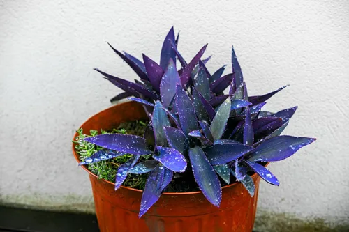 Miniatura 2 de 4 esquejes de Blue Mirage Wandering Dude para crecer 3-4 pulgadas de largo - Esquejes Tradescantia Spiderwort para cultivar - Azul oscuro/morado
