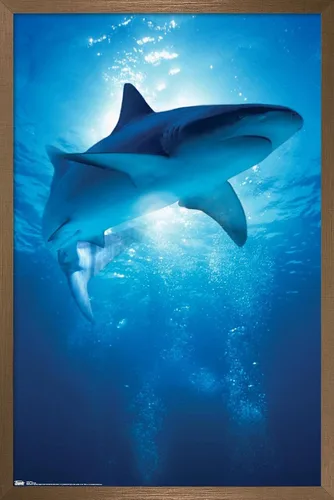 Miniatura 14 de Trends International Póster de pared de tiburón, 14.6 x 22.4 in, versión enmarcada de madera de granero
