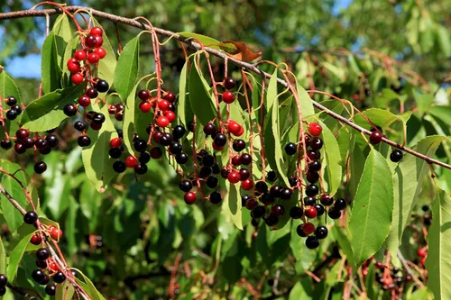 Miniatura 7 de Cerezo Negro Silvestre Semillas Premium Prunus serotina 'Spring' Plants' (Premium Seeds, 100)