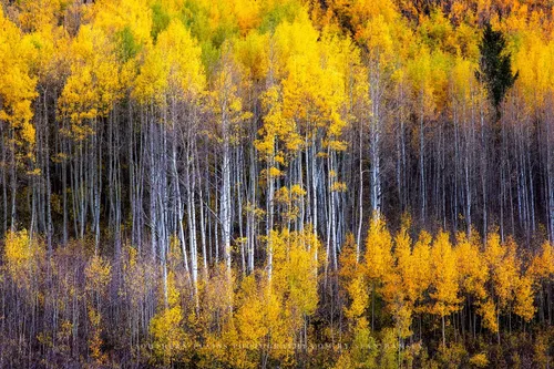 Forest Photography Print (Not Framed) Picture of Aspen Trees Appearing as Reflection on Side of Mountain on Autumn Day at Maroon Bells Colorado