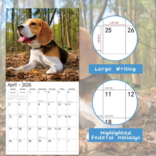 Miniatura 4 de Calendario de Pared 2026, Calendario 2026, noviembre de 2025 a diciembre de 2026, Calendario de Pared Beagles, 12" x 24" abierto, página completa