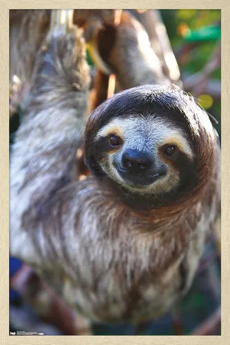 Miniatura 6 de Trends International Póster de pared de perezoso - Sonrisa, 14.725 x 22.375 pulgadas, versión enmarcada de madera de granero