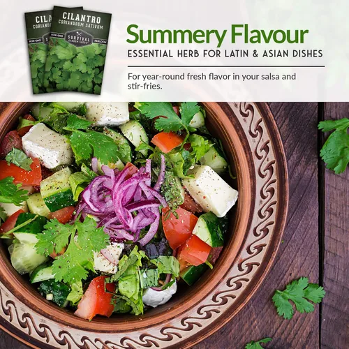 Miniatura 6 de Semillas de cilantro para plantar Hierba de cilantro sin OMG Cultivo de jardín interior y exterior Cosecha confiable de crecimiento rápido