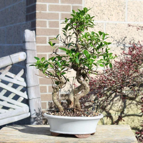 Miniatura 8 de Brussel's Bonsai - Árbol bonsái para interiores, M