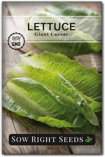 Sow Right Seeds - Semillas de lechuga gigante Caesar para plantar - Paquete de reliquia no transgénica de polinización abierta con instrucciones