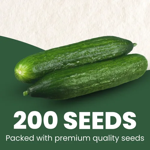 Miniatura 9 de Shishito Pepper – 60 semillas premium para plantar – Pimienta especial dulce, salada y de alto rendimiento para la temporada 2026 – Bolsa de 500
