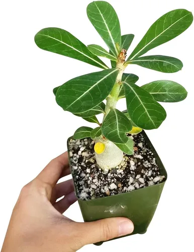 Miniatura 3 de Adenium Obesum - Rosa del desierto de 4 pulgadas, suculenta saludable, rara e inusual, viva de fácil cuidado, planta interior de casa, totalmente