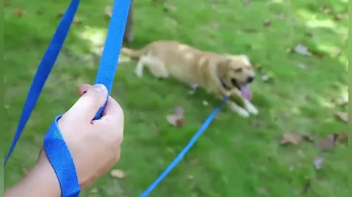 Miniatura 6 de AMAGOOD Correa larga para perro para entrenamiento de perros de 15, 20, 30, 50 y 100 pies de largo, para entrenamiento de perros medianos y Azul