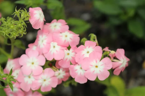 Miniatura 8 de 100 Phlox de Oveja Mezcla Pastel Phlox Drummondii Semillas de Flores Multicolor