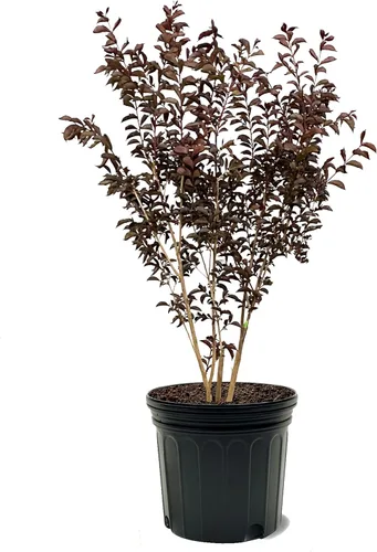 Miniatura 37 de American Plant Exchange Black Diamond Shell Pink Crape Myrtle Tree Live, maceta de 1 galón, 1-1.5 pies de alto, flores rosas vibrantes, tolerantes a