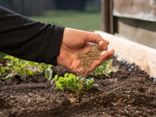 Miniatura 2 de Fertilizante de harina de huesos Añadir a la tierra para macetas Fuerte desarrollo de raíces para tomates, pimientos y bulbos (5 libras)