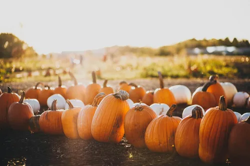 Park Seed Capitán Jack - Semillas de calabaza híbridas – Variedad gigante en forma de barril alto para tallar, hornear y exhibiciones de otoño,