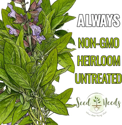 Miniatura 5 de Seed Needs Semillas de salvia para plantar hierbas de hoja ancha, semillas de hierbas culinarias sin OMG y sin tratar para plantar un jardín