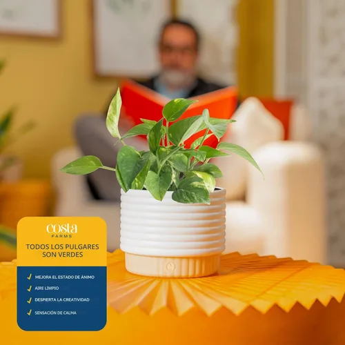 Miniatura 5 de Costa Farms Plantas vivas de interior (paquete de 2), seleccionadas a mano, fáciles de mantener, plantas de interior surtidas en macetas, mezcla