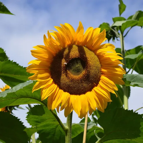 Miniatura 11 de Eden Brothers Semillas de girasol - Autumn Beauty