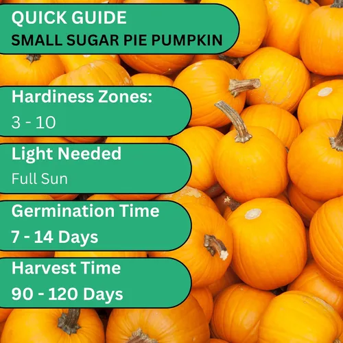 Miniatura 4 de Woods Creek Seeds: Semillas de calabaza pequeñas de tarta de azúcar para plantar, más de 40 semillas de calabaza tradicionales sin OMG para plantar