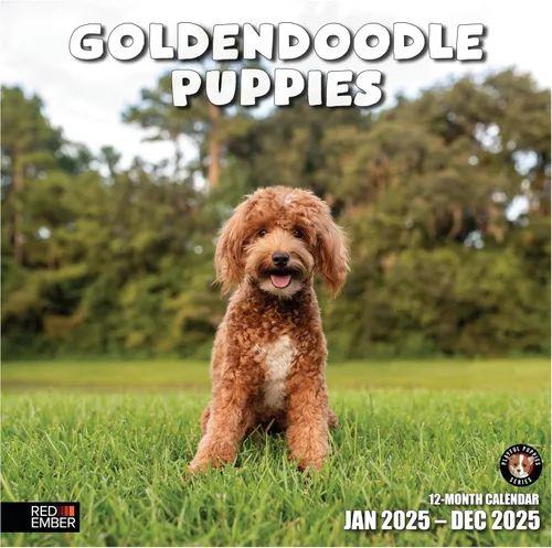Miniatura 23 de RED EMBER Golden Retriever Puppies - Calendario de pared 2026 de 12 meses 12 x 24 pulgadas abierto Papel grueso y resistente Regalo
