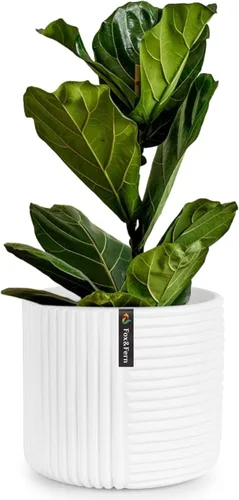 Miniatura 19 de Fox & Fern - Maceta (fibra de piedra) Padre