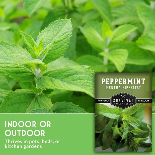 Miniatura 3 de Survival Garden Seeds - Semillas de menta para plantar - Mentha Piperita 3 paquetes con instrucciones para plantar y cultivar deliciosa menta en tu