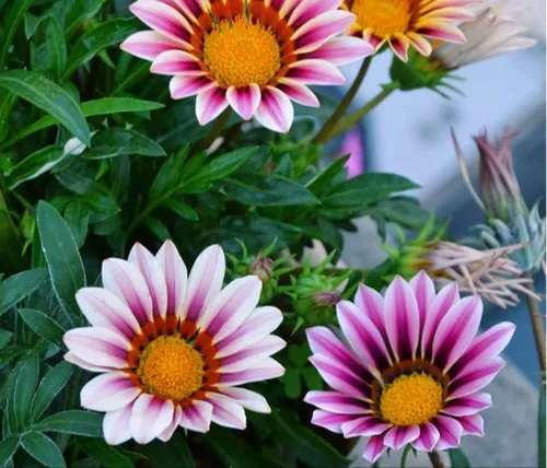 Miniatura 4 de 100 semillas de Gazania mezcla a rayas flores plantas de cobertura del suelo raras crecen fácilmente - PeavyTailor