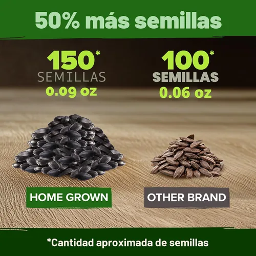Miniatura 6 de HOME GROWN Semillas de girasol de cereza y chocolate, 150 semillas tradicionales sin OMG, girasoles burdeos para plantar, flores de jardín altas que