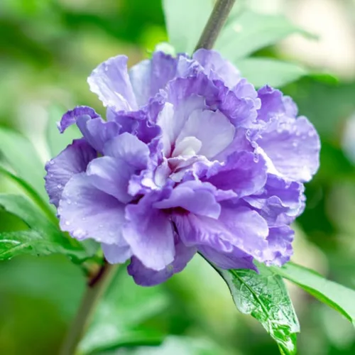 Miniatura 5 de Arbusto Althea de rosa púrpura de Sharon, arbusto de hibisco resistente bien arraigado de 7-13 pulgadas de alto con flores de verano para paisaje al