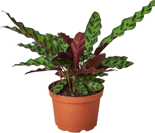Miniatura 23 de Planta de serpiente Laurentii Sansevieria Trifasciata Planta viva para interior Diferentes plantas de interior en maceta de 4 y 6 pulgadas