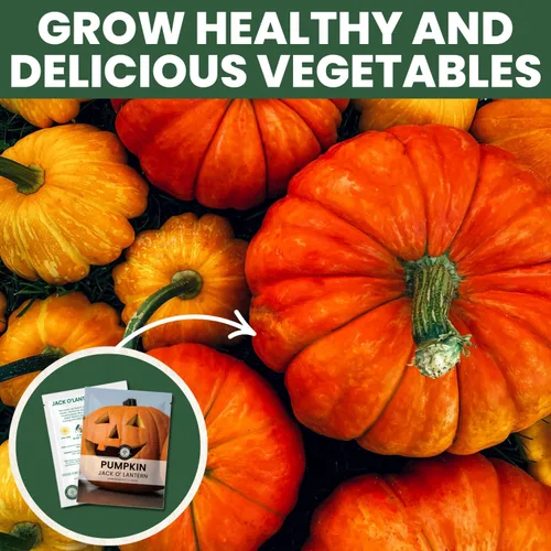 Miniatura 7 de Jack-O'-Lantern - Semillas de calabaza – 25 semillas premium para plantar – Talla clásica y cosecha de otoño variedad para la temporada 2026 – Bolsa