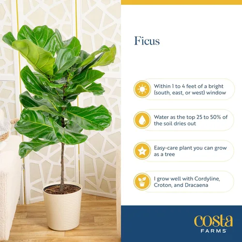 Miniatura 6 de Costa Farms Árbol de higuera de hoja de violín, Ficus Lyrata planta viva para interior en maceta decorativa, planta tropical para el hogar en maceta