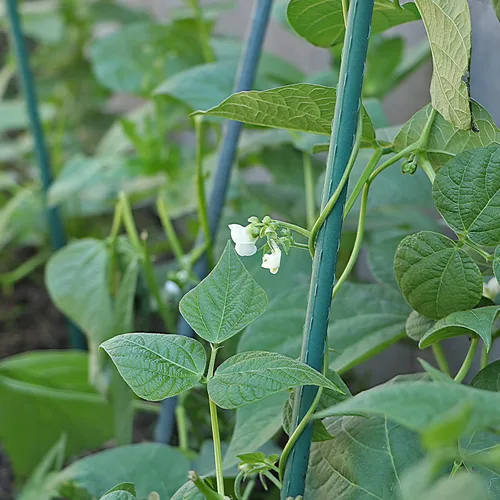 Miniatura 5 de MECCANIXITY Clip de conector de estacas de plantas de 2.28 pulgadas de largo, clips de hebilla para juntas de tubería para palos de patio, caña