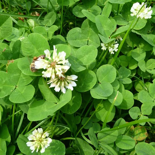 White Ladino Clover Seeds – 25 libras a granel ~ 19.2M Semillas – Cultivo de cobertura de granja y jardín – Sin OMG, polinizado abierto, no apto
