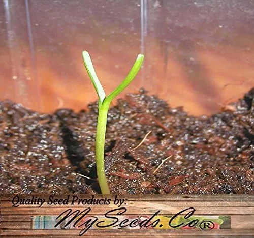 Miniatura 5 de Big Pack Landscape Seeds - Semillas de árbol de secoya de California - Sequoia sempervirens por MySeeds.Co (paquete grande California Redwood)