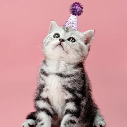 Miniatura 7 de PET SHOW 10 piezas de sombreros pequeños para perros pequeños, sombrero de fiesta de cumpleaños de gato, sombreros de conejo para vacaciones, boda