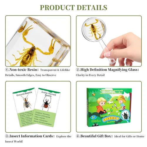 Miniatura 3 de Juego de 12 especímenes de insectos, taxidermia de insectos real en muestras de resina con lupa y tarjetas de información, insectos educativos