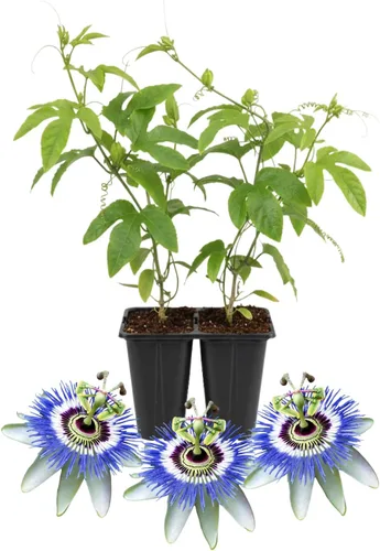 Juego de 2 plantas de pasiflora vivas, bien enraizadas, flores de passiflora de 4 a 7 pulgadas de alto, flores vibrantes para jardín o contenedores
