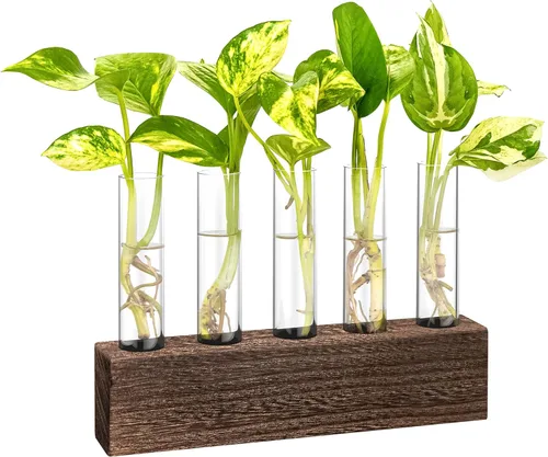 Miniatura 11 de KAXYEW Estación de Propagación de Plantas de Escritorio de Vidrio con Tubo de Ensayo, Terrario de Plantas en Soporte de Madera para Plantas Marrón