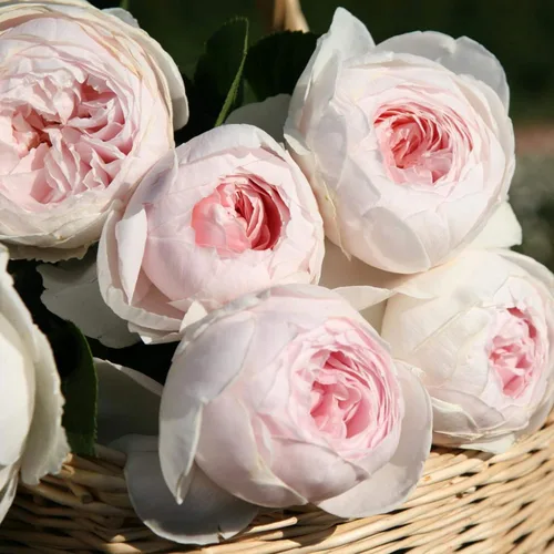 Miniatura 5 de Earth Angel Parfuma Rose, 1.5 galones en maceta, rosa rubor, planta viva Floraciones en forma de peonía, raíz propia, zonas resistentes 5-10