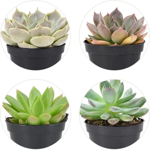 Miniatura 4 de Arcadia Garden Products Mini suculentas variadas en vivo en maceta de cultivo de 2 pulgadas, paquete de 12, verde (LV66). No se puede enviar a