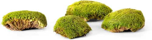 Miniatura 5 de SuperMoss Topa Moss - Decoración ecológica preservada para el hogar y la pared para terrarios, mesas de boda, macetas de interior y más, 1564