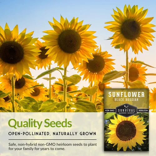 Miniatura 7 de Paquete de 5 semillas de girasol ruso negro para plantar, paquete con instrucciones para cultivar flores para aceite o alimentación de aves